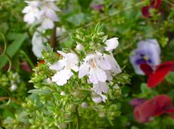 DSC00211-2jpg.jpg (13724 �o�C�g)