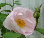 Dsc00018.jpg (22457 �o�C�g)