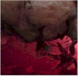 rose.gif (10347 �o�C�g)