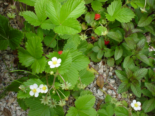 �u���C���h�X�g���x���[�v