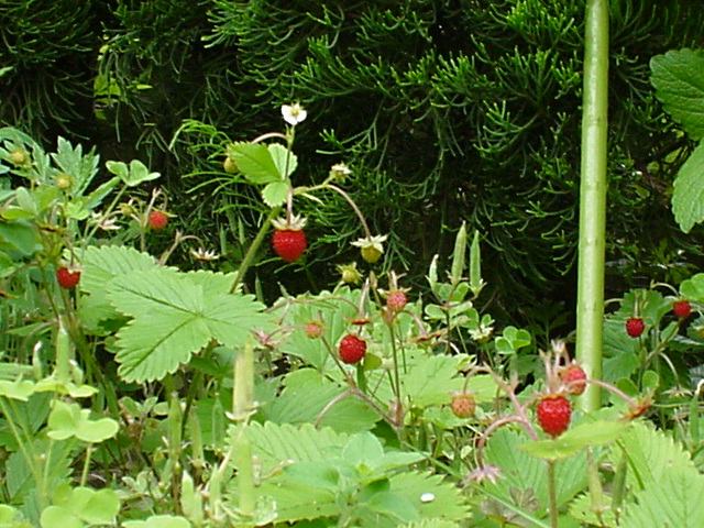 �ʖ��u��C�`�S�v�u�G�]�w�r�C�`�S�v