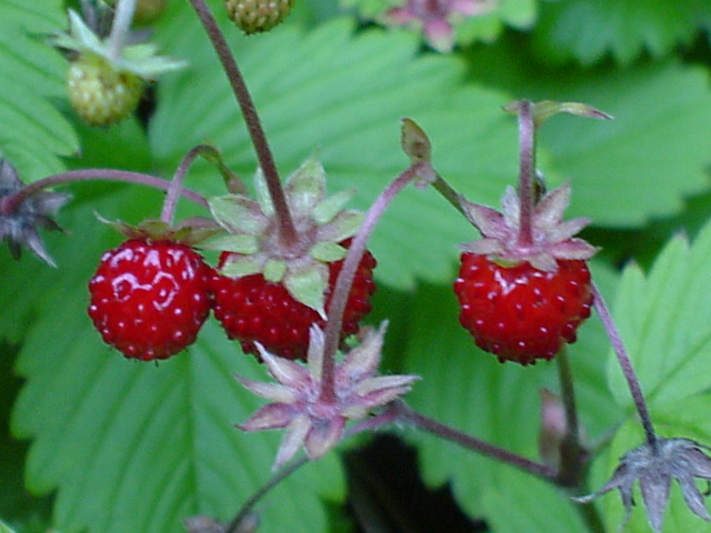 �n�[�u�Ƃ��Ă͗t�ƍ����g�p���܂��B