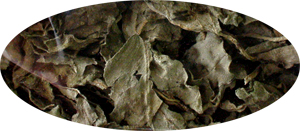 �o�W���@�o�W���R�@Ocimum basillicum