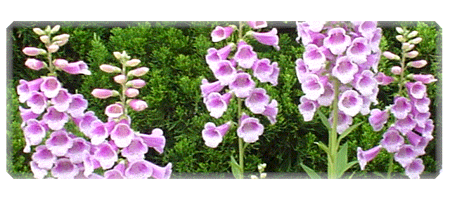 ���A�̏����l�B�B