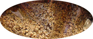 �G���_�[�@���m�j���g�R�@Sambucus nigra