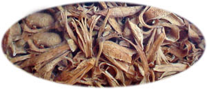 �I�����W�t�����[�@Citrus aurantium