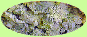 ���[�}���J���}�C���A���[�}���J���~�[���@Anthemis nobilis