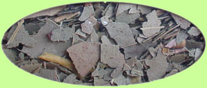 ���[�J���@Eucalyptus globulus