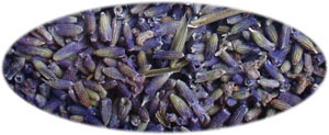 ���x���_�[�@Lavandula officinalis