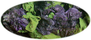 �E�X�x�j�A�I�C Malva sylvestris