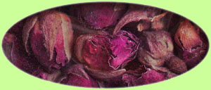 �o���@���[�Y�@Rosa gallica